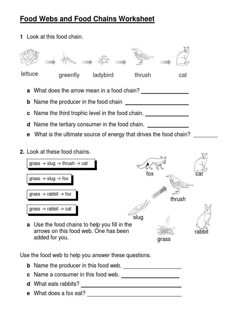 13.4 food chains and food webs study guide answer key