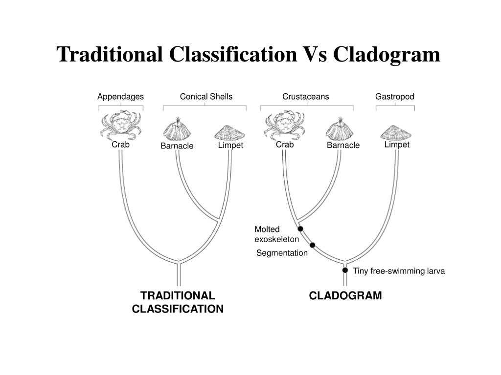 17.2 classification based on evolutionary relationships answer key