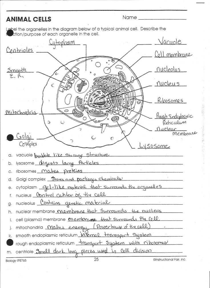 2 4 the anatomy of the cell answer key