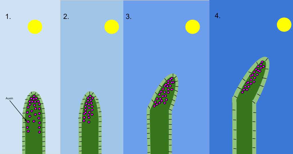 24.3 plant hormones answer key