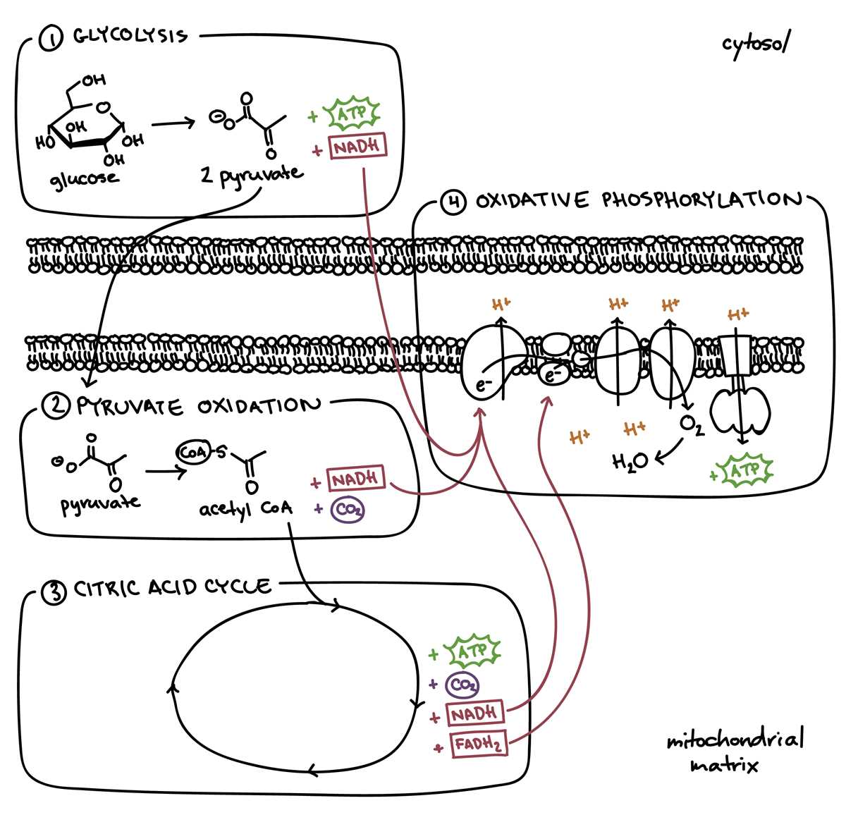 27.2 respiration answer key