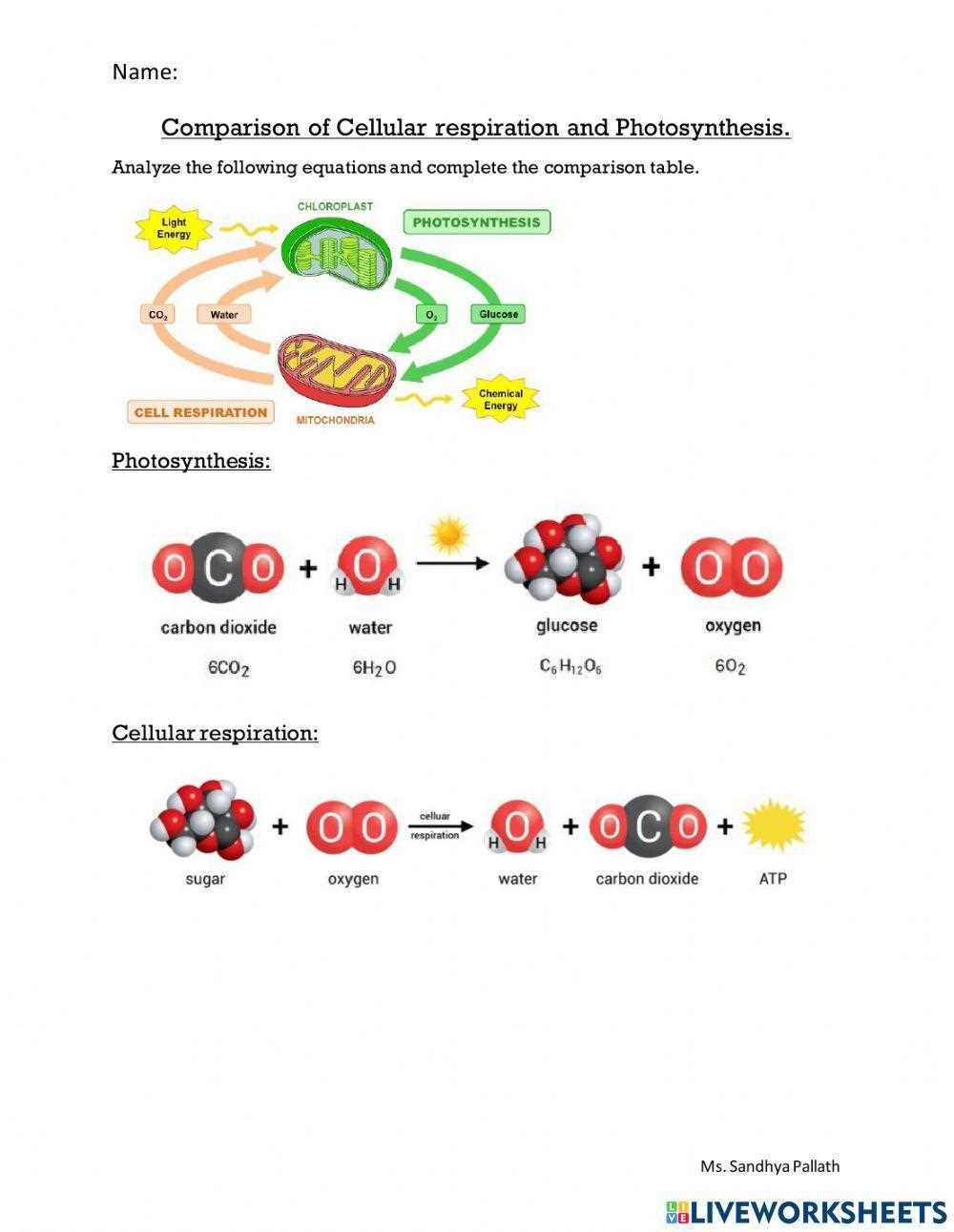 27.2 respiration answer key