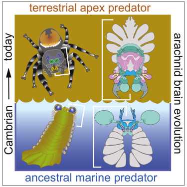28 2 groups of arthropods answer key