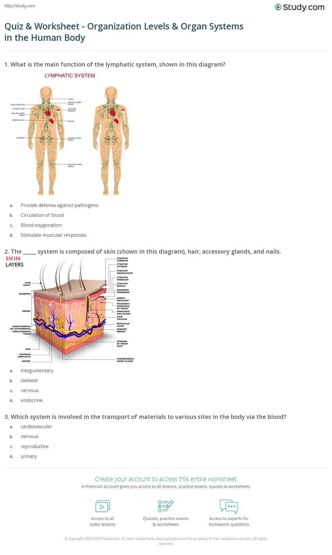 30.1 organization of the human body worksheet answer key