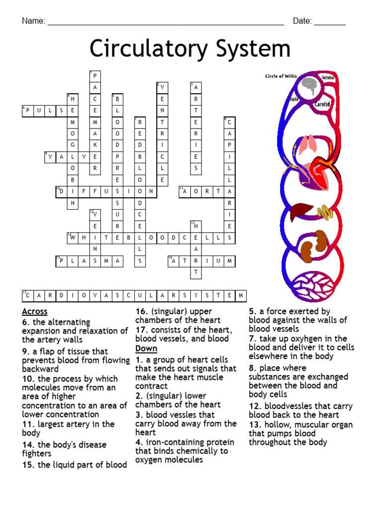 33.1 the circulatory system worksheet answers key