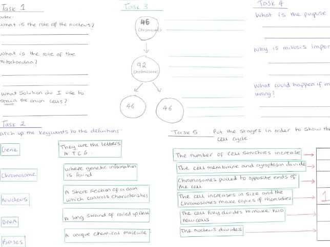 6 karyotype worksheet answers key