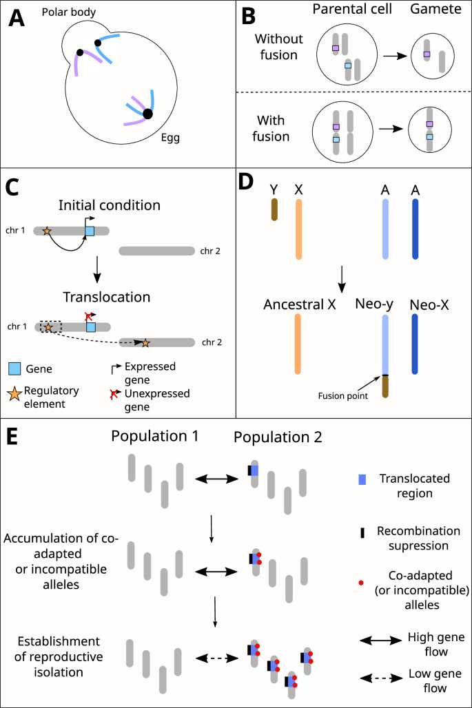 6.6 meiosis and genetic variation power notes answer key slater