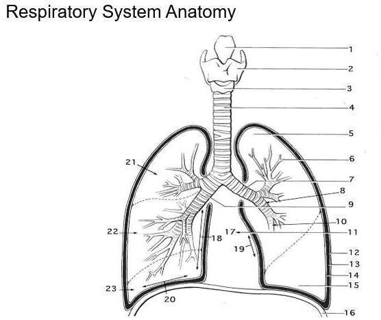 8 1 the anatomy of the respiratory system answer key