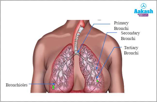 8 1 the anatomy of the respiratory system answer key