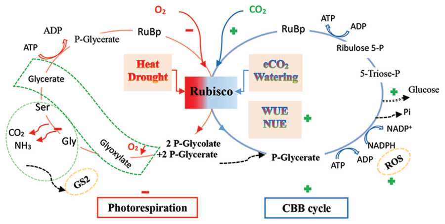 9.2 photosynthesis an overview answer key