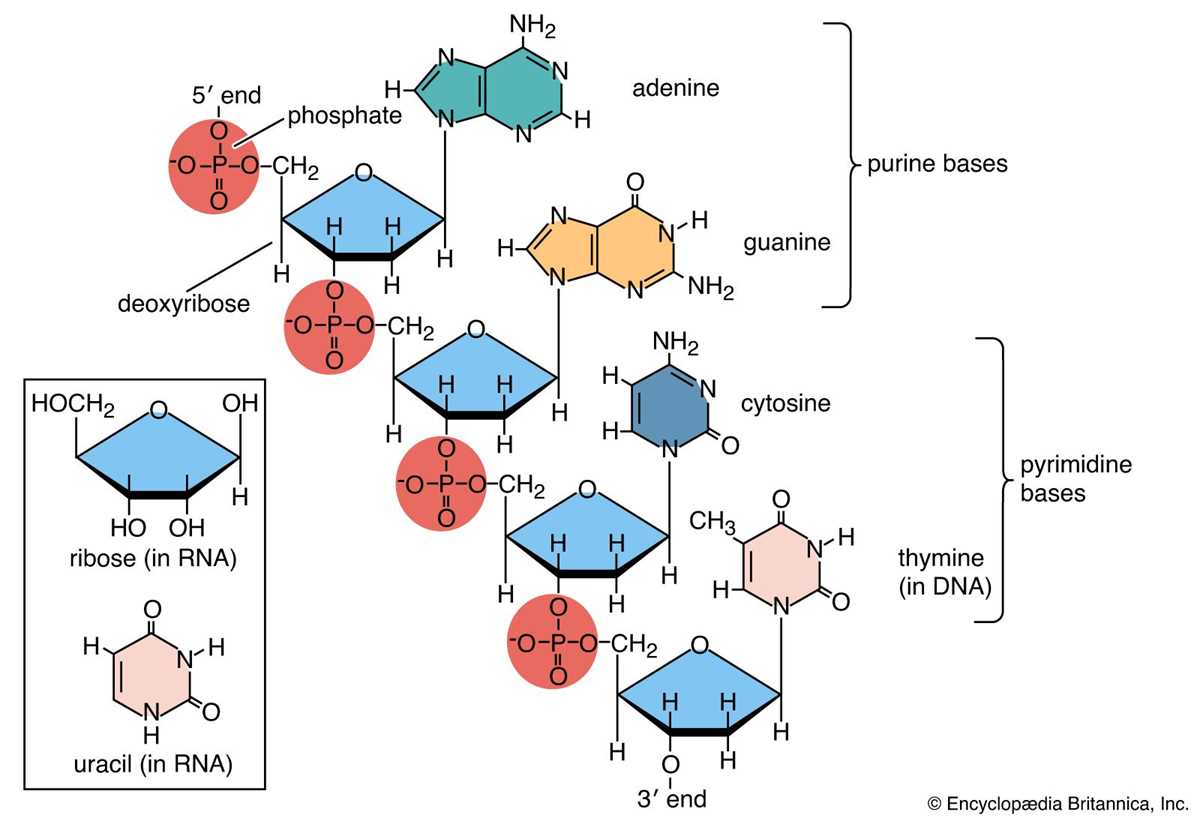 activity understanding dna structure answer key