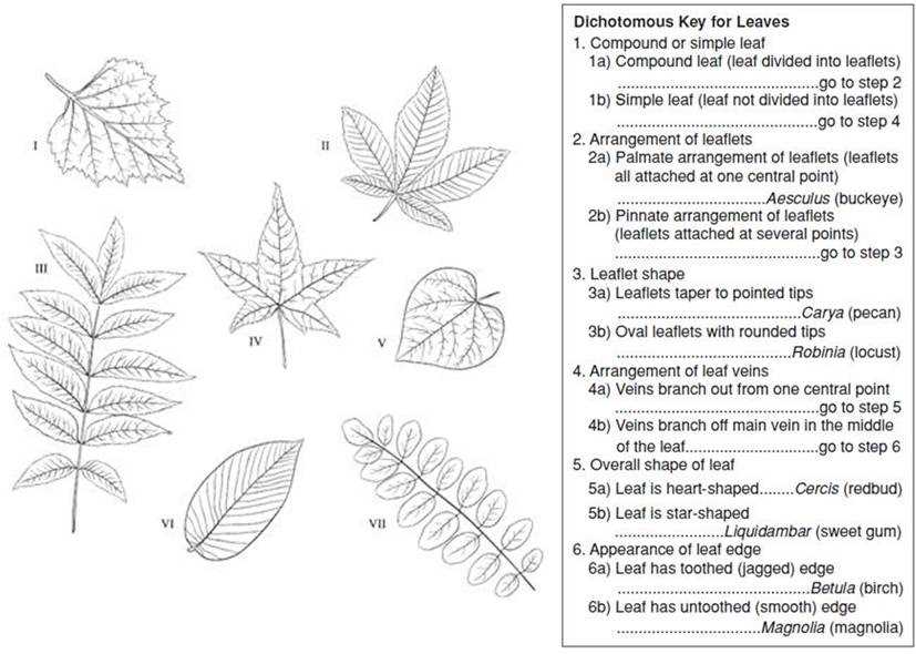 amoeba sisters dichotomous key worksheet answers