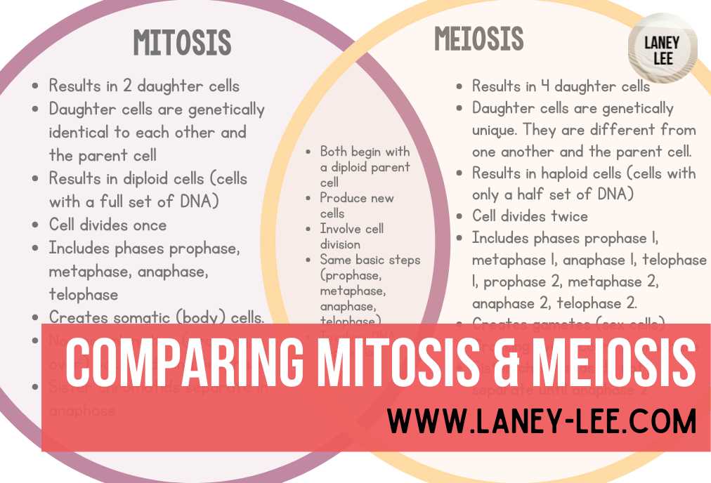amoeba sisters mitosis vs meiosis worksheet answer key