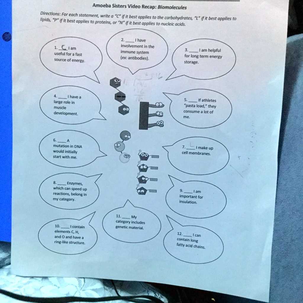 amoeba sisters video recap biomolecules worksheet answers key