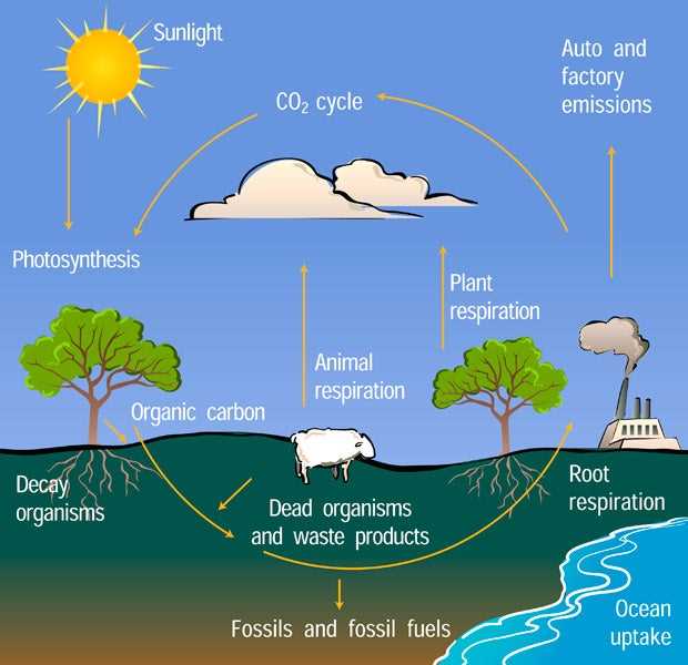 analyzing graphics the carbon cycle worksheet answer key