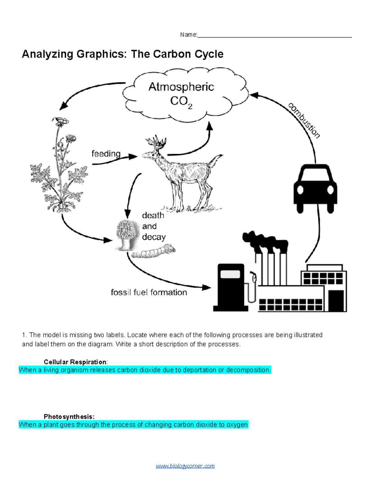 analyzing graphics the carbon cycle worksheet answer key