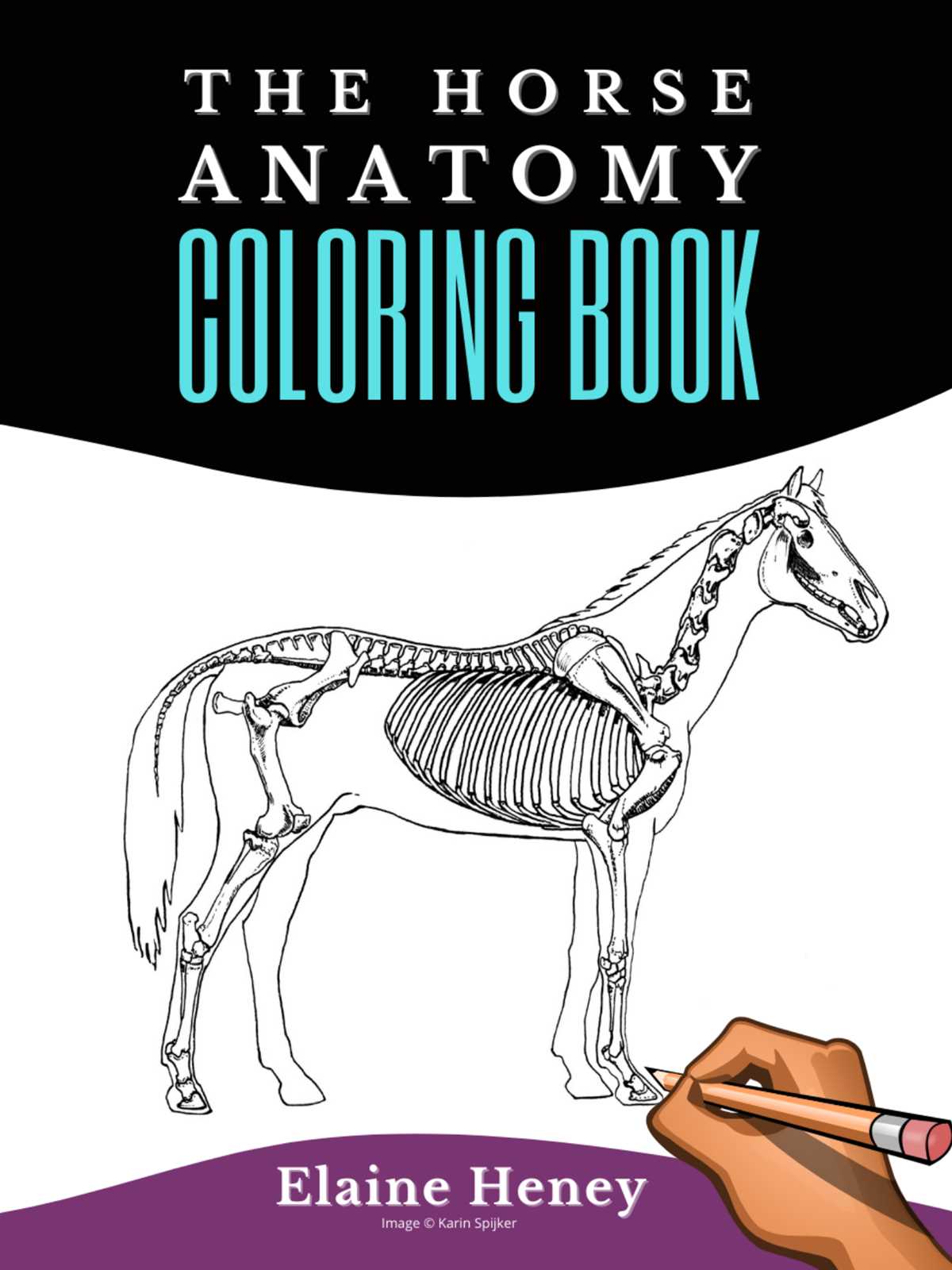 anatomy and physiology coloring workbook answer key chapter 8 anatomy and physiology coloring workbook answer key chapter 8