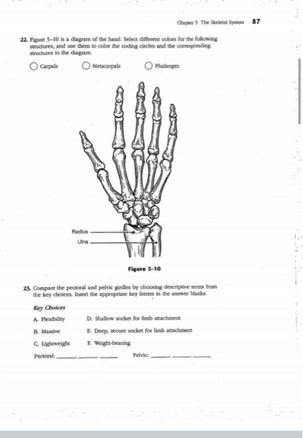 anatomy and physiology coloring workbook answer key