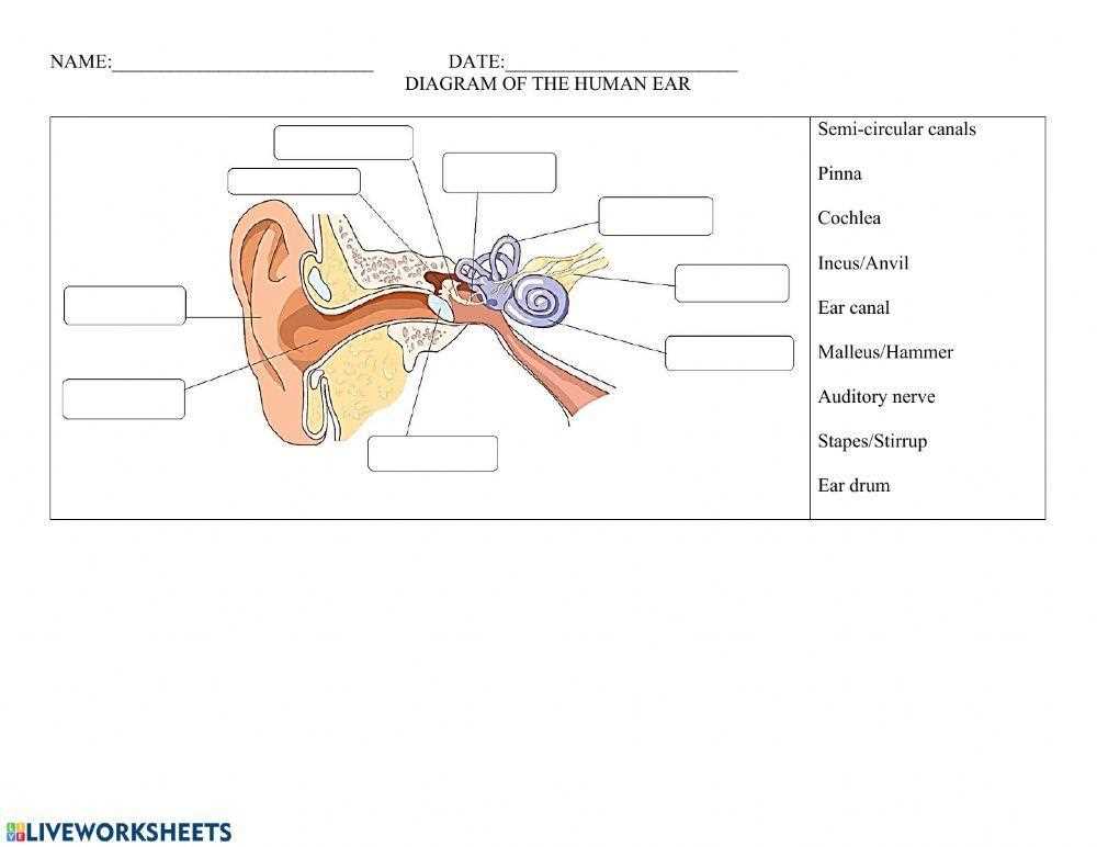 anatomy of the ear coloring answer key