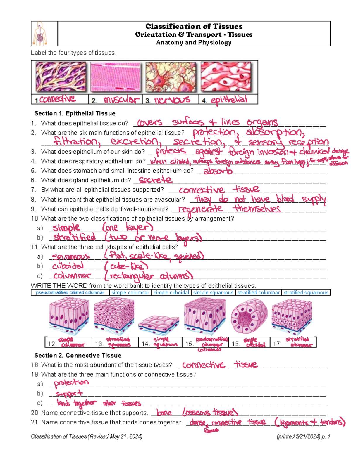 anatomy worksheet epithelial tissues answer key