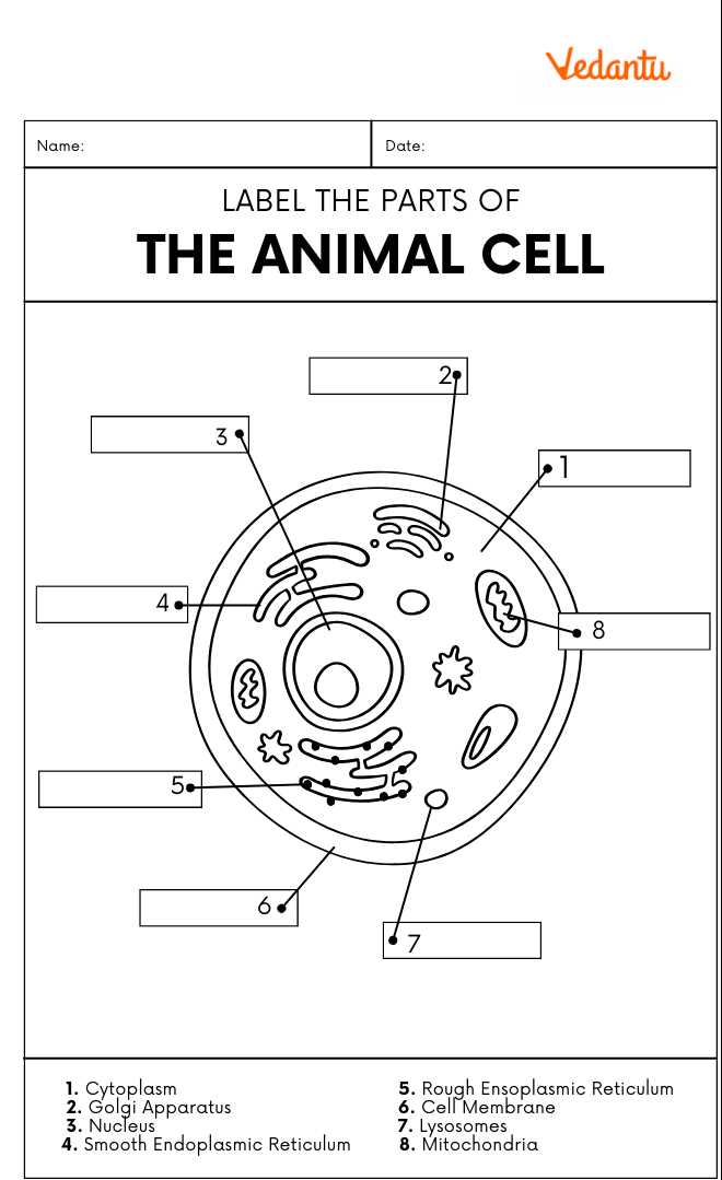 animal cell organelles and structures answer key