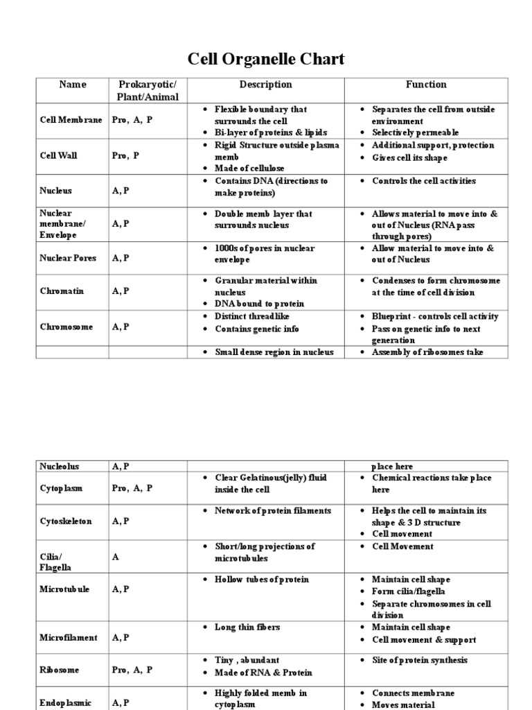 animal cell organelles and structures answer key