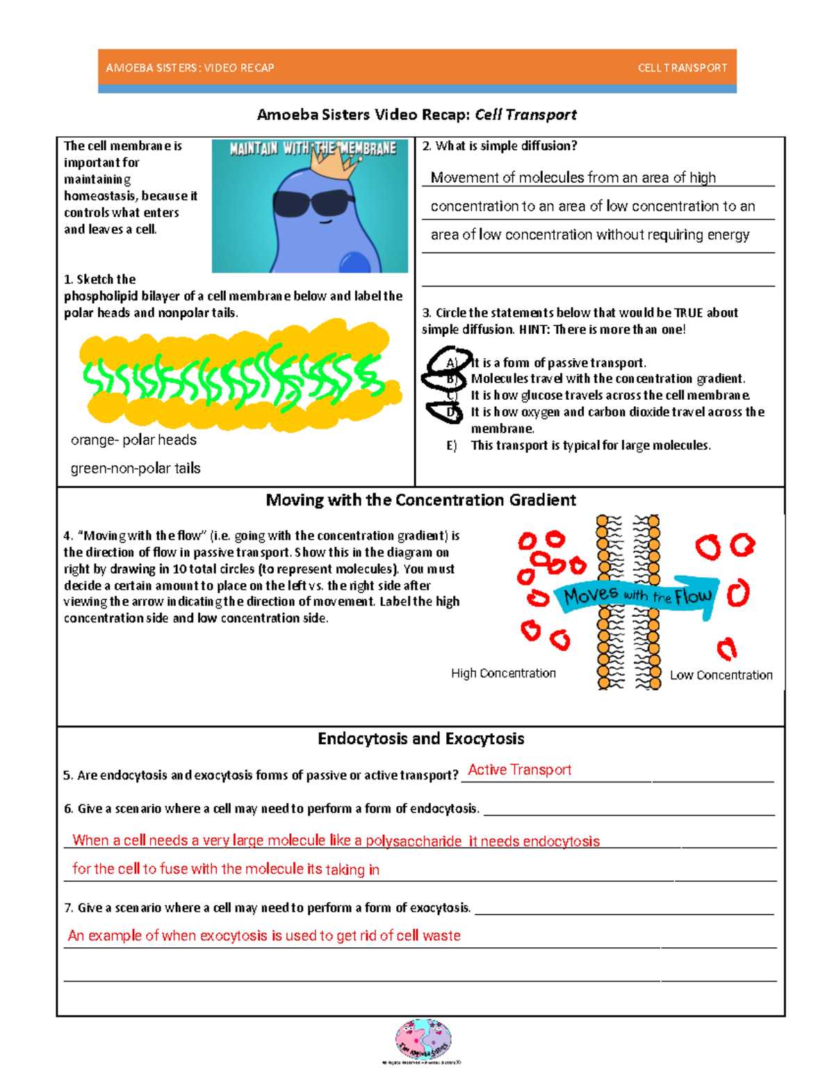 answer key amoeba sisters video recap cell transport worksheet answers