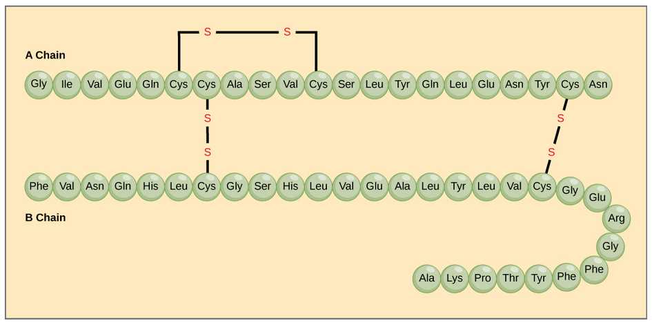answer key building macromolecules activity answers
