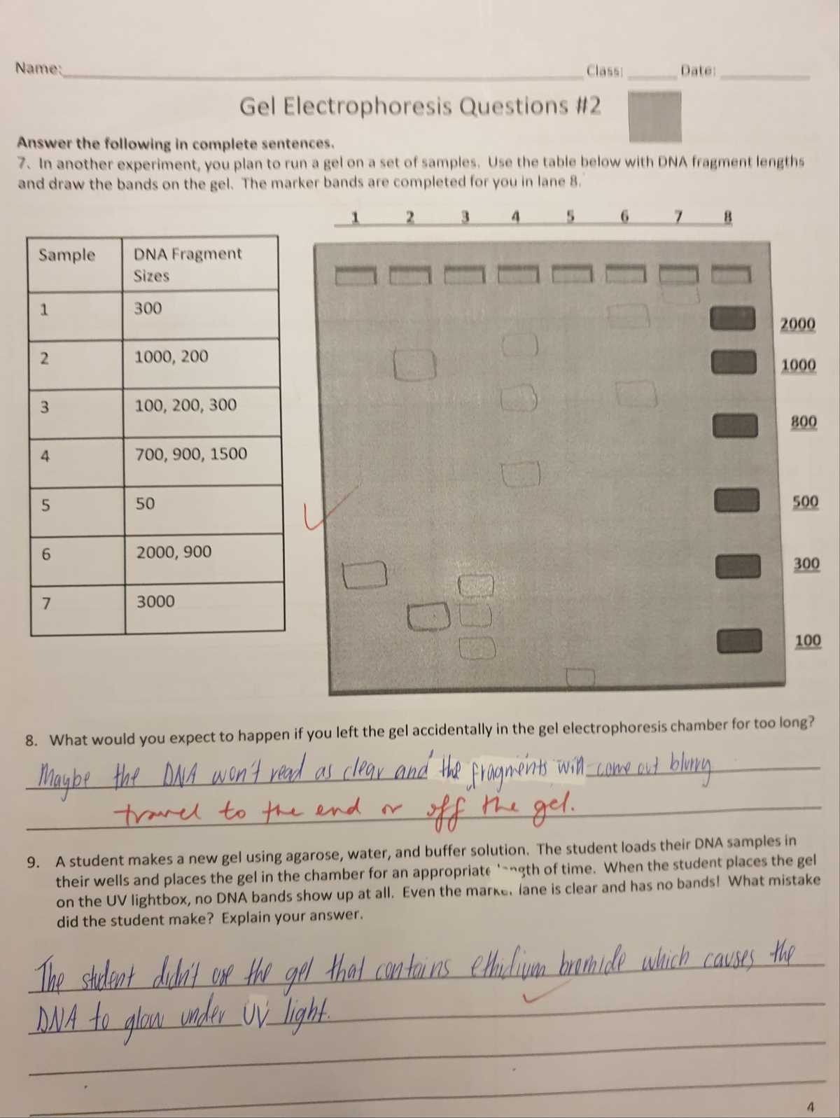 answer key gel electrophoresis lab answers