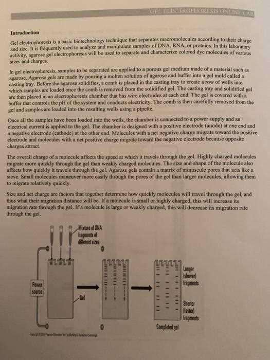 answer key gel electrophoresis lab answers