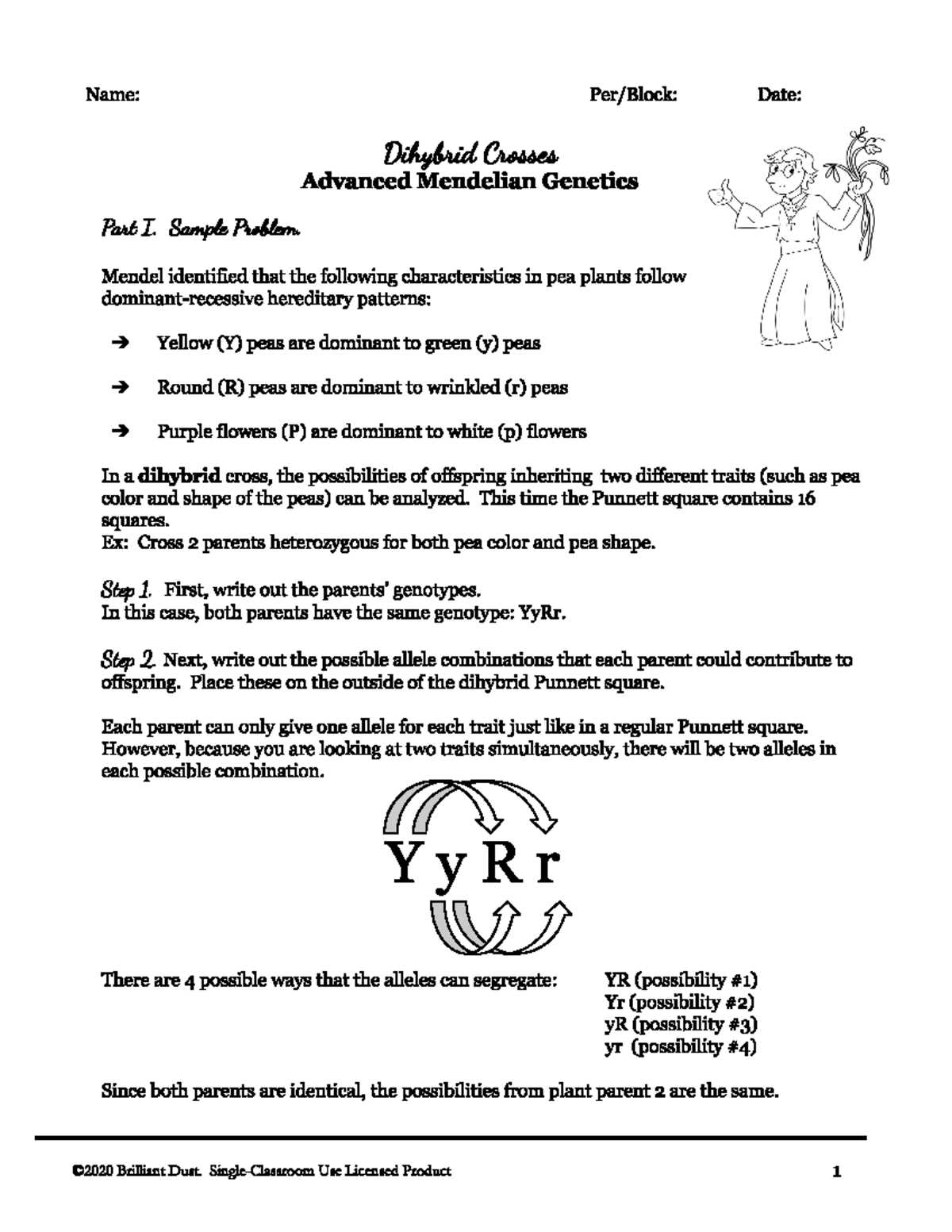answer key mendelian genetics worksheet answers answer key mendelian genetics worksheet answers