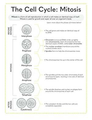 answer key mitosis worksheet