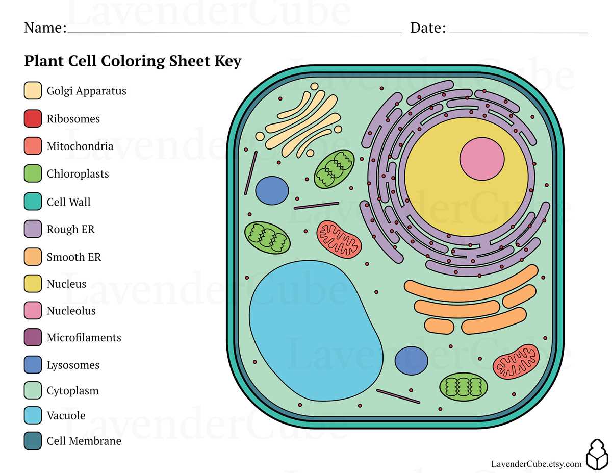 answer key plant cell coloring
