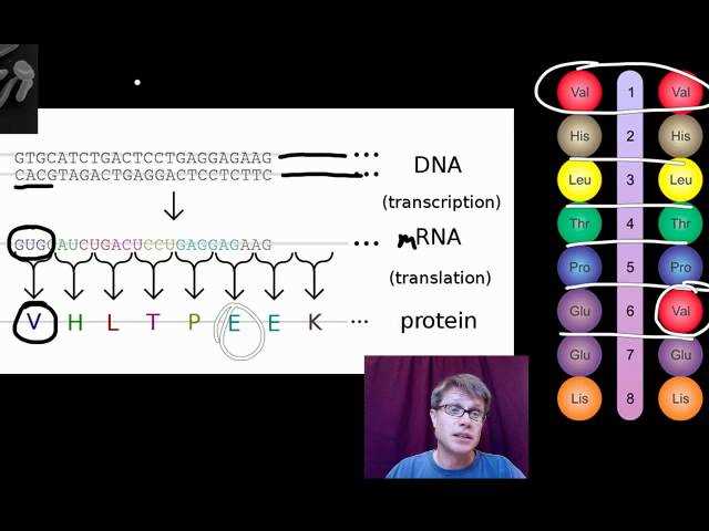 ap biology 034 mechanisms that increase genetic variation answer key