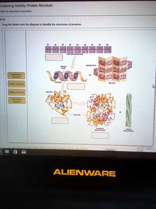 art labeling activity levels of protein structure answer key