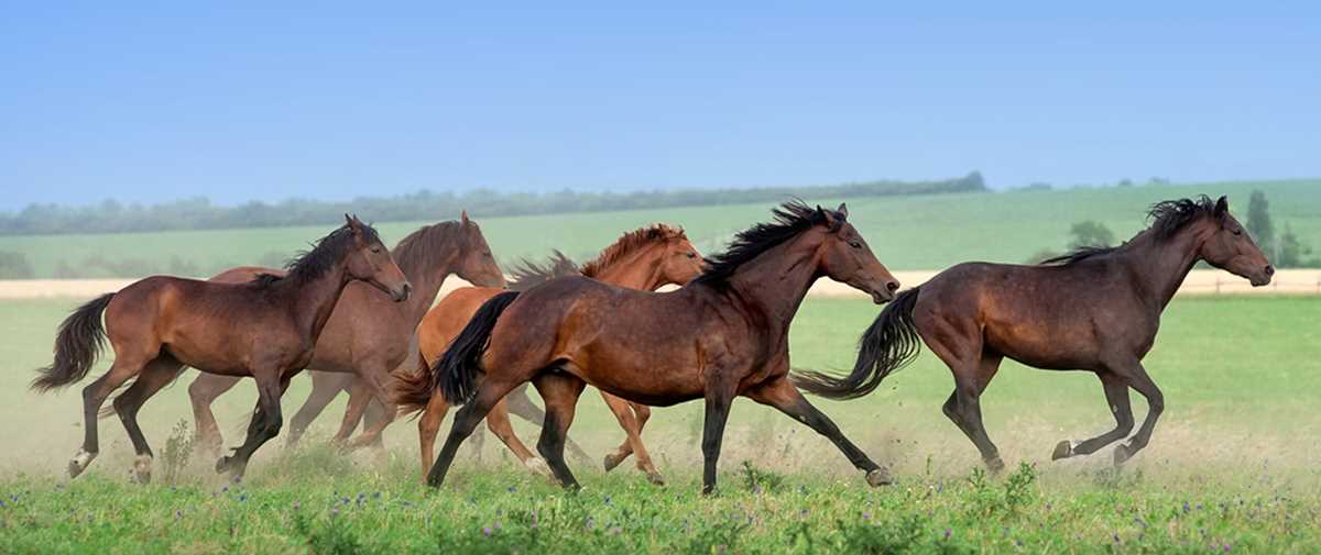 autism and therapy horses answer key