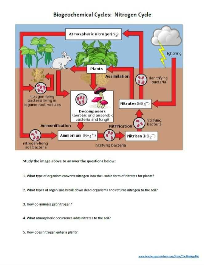 biogeochemical cycles worksheet answer key