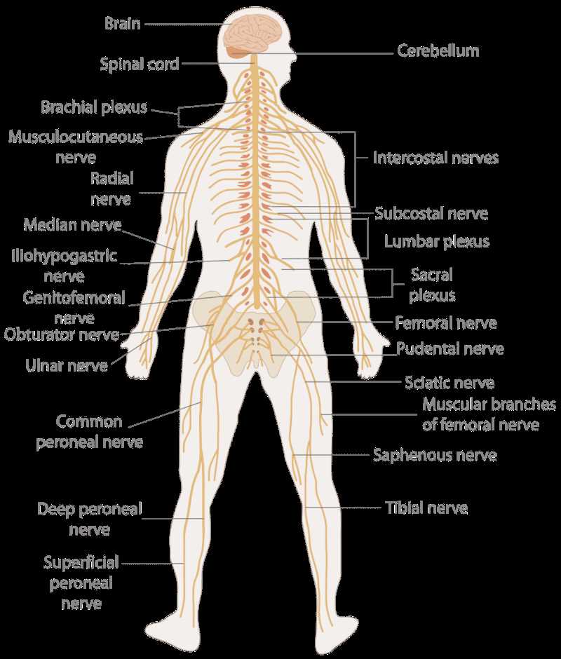 biology 12 nervous system answer key