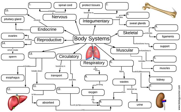 biology body system function review answer key