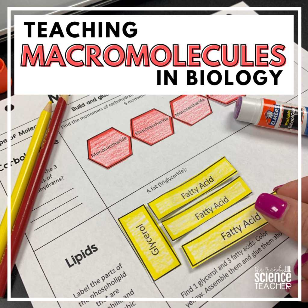biology building macromolecules activity answers key