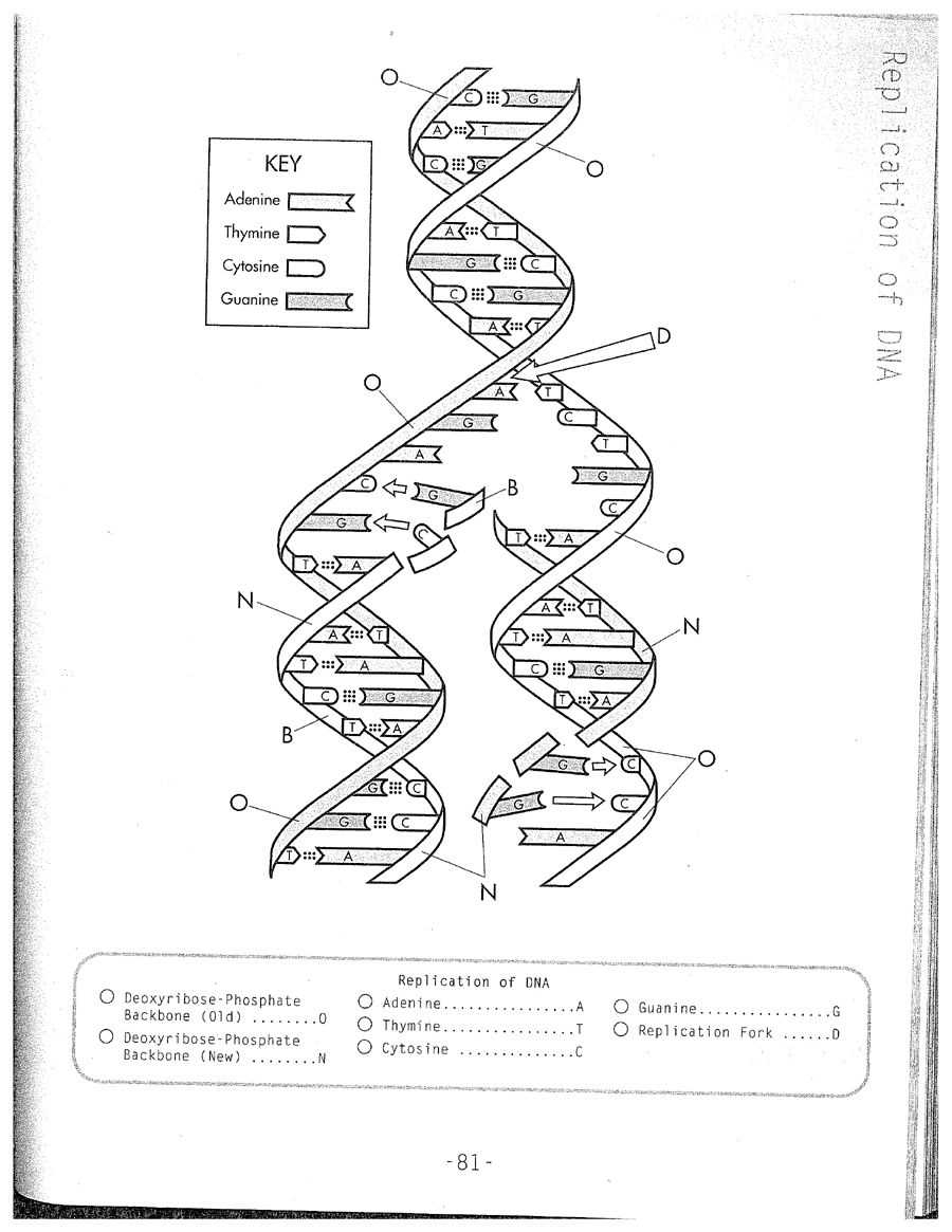 biology corner dna replication coloring worksheet answer key