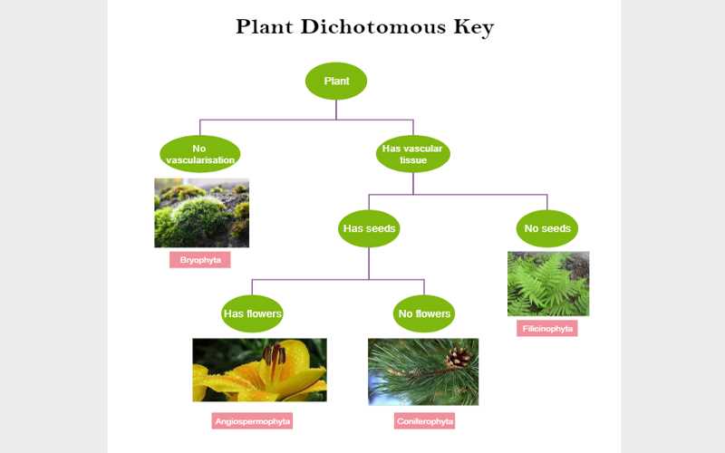 biology dichotomous key for leaves answers