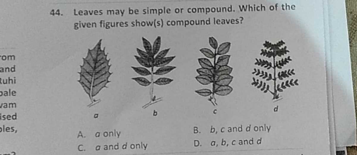 biology dichotomous key for leaves answers