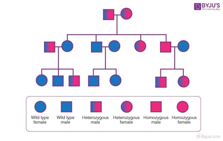biology genetics pedigree worksheet answer key