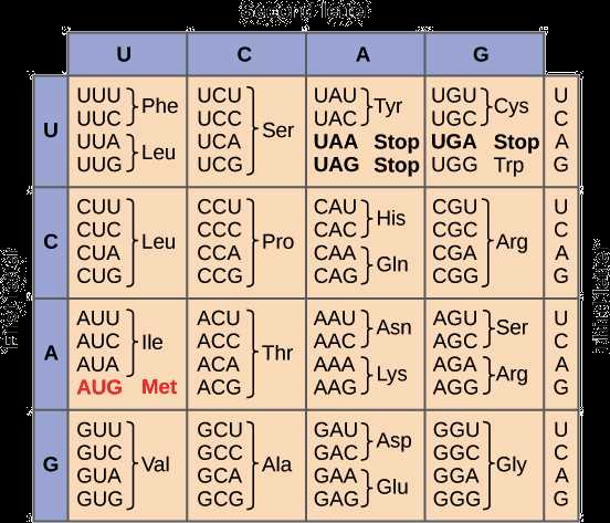 biology transcription and translation practice answer key