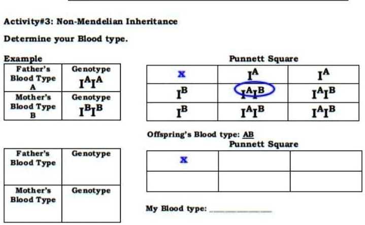 bloody punnett squares answer key