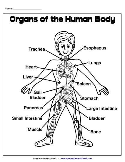 body systems graphic organizer worksheet answer key