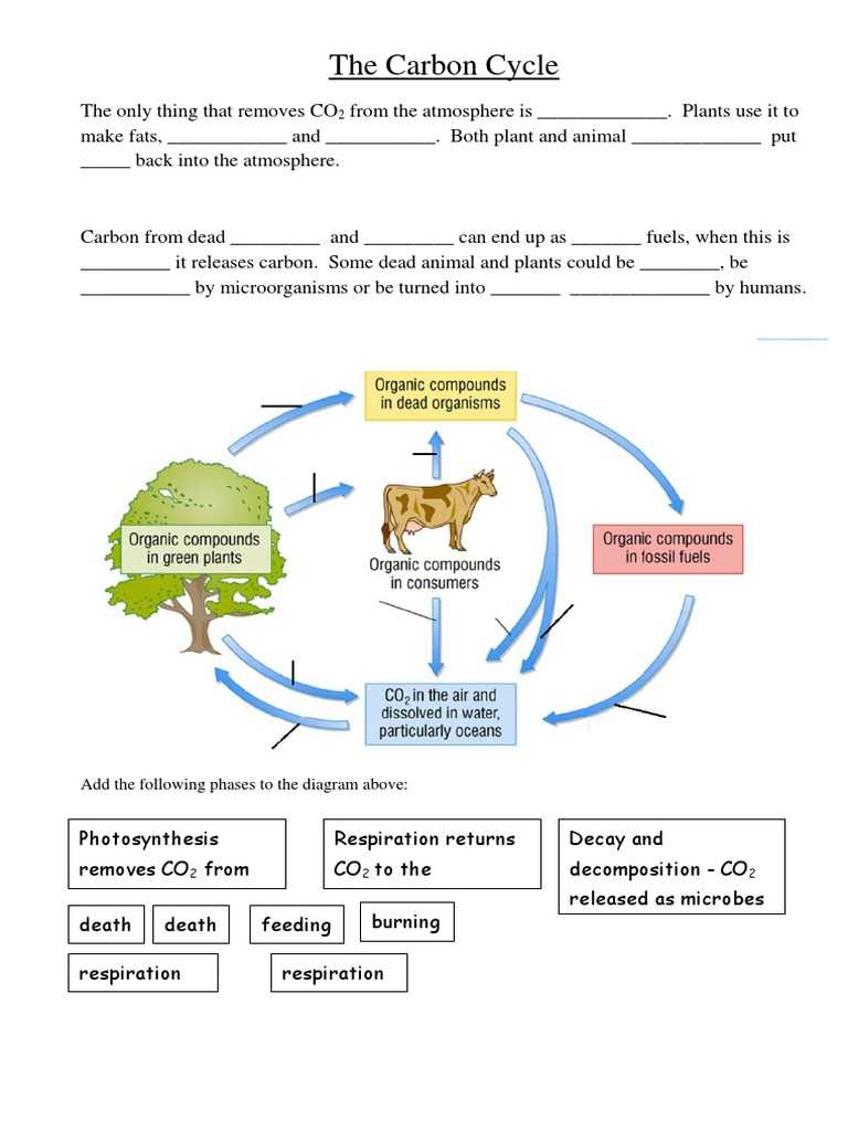 carbon cycle worksheet fill in the blanks answer key