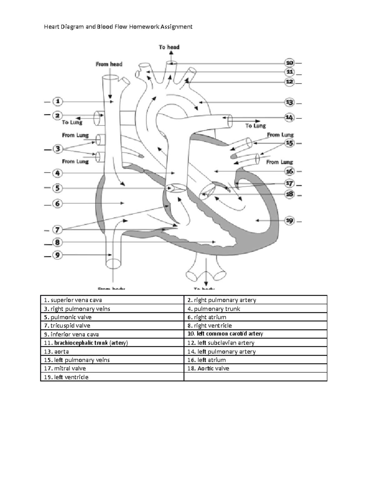 cardiac blood flow a circulatory story answer key