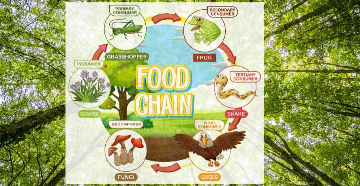 case study eating at a different trophic level answer key